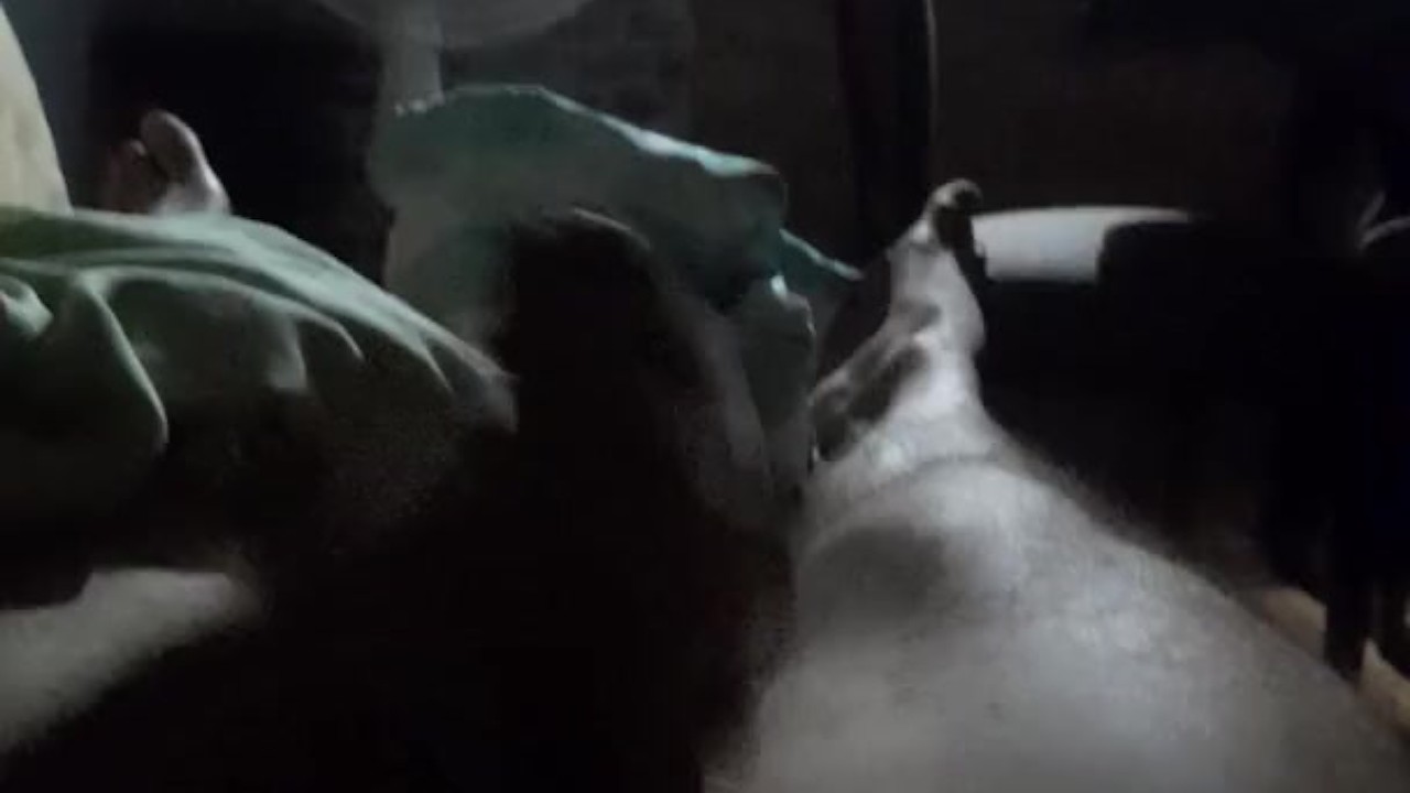 Gay Guy Jerks Off in Living Room
