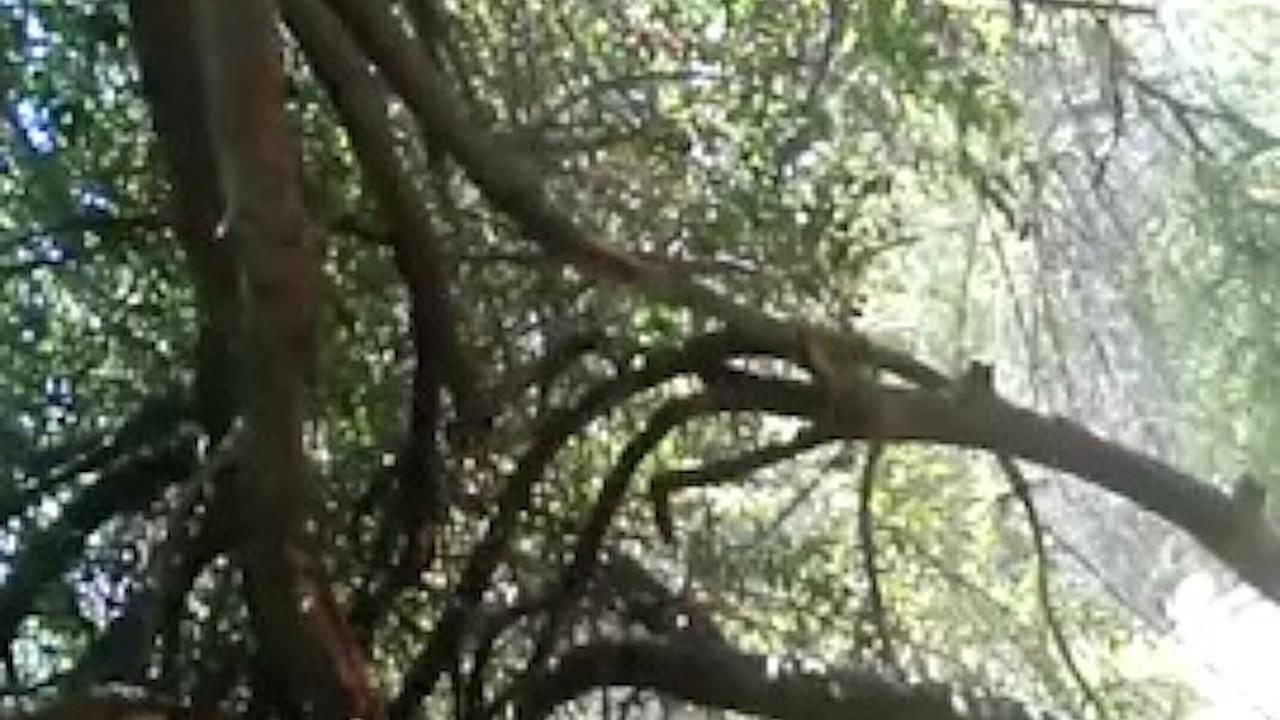Guy Gets Naked in Public Park