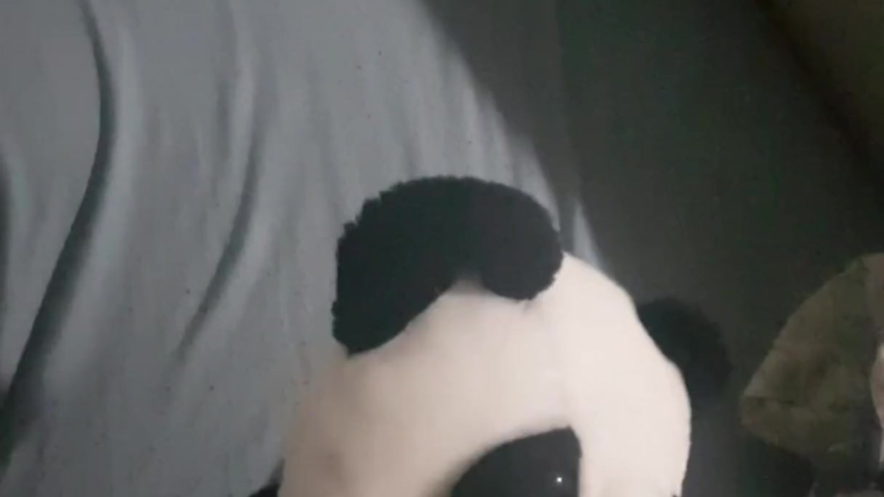 Panda Gets Fucked in Kinky Zoo Fantasy