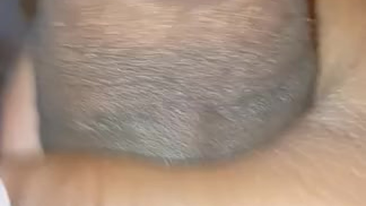 Big black cock 